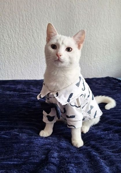 Рубашка для котов (кошек) Джентельмен S Белый фото 5