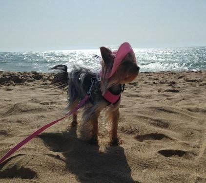 Панамка для собак і котів S Рожева фото 7
