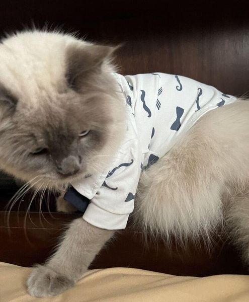 Рубашка для котов (кошек) Джентельмен S Белый фото 9
