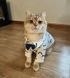 Рубашка для котов (кошек) Джентельмен S Белый 6489 фото 4