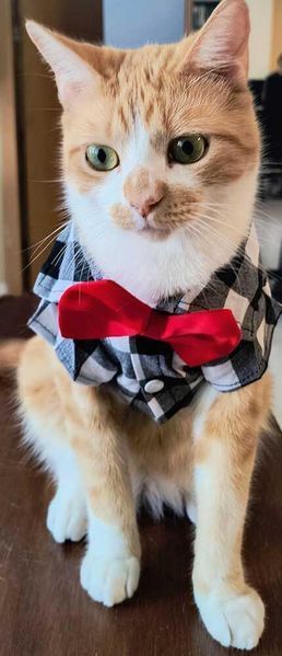 Рубашка для котов (кошек) Клеточка XS Серый фото 6