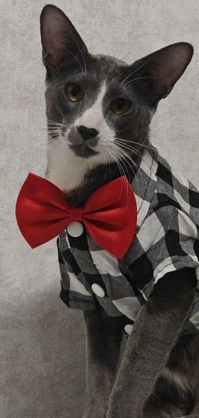 Рубашка для котов (кошек) Клеточка XS Серый фото 4