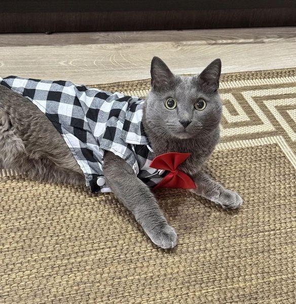 Рубашка для котов (кошек) Клеточка XS Серый фото 5