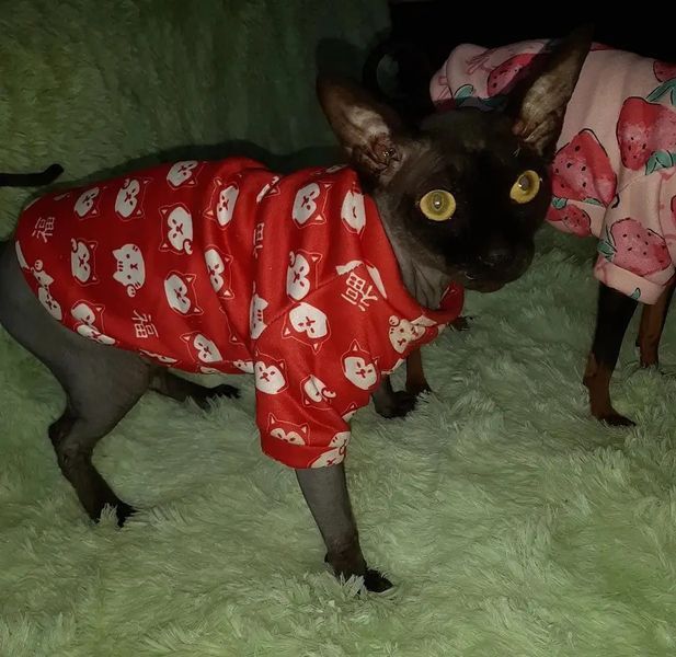 Толстовка для котов (кошек) Лаки Собачки XS Красный фото 6