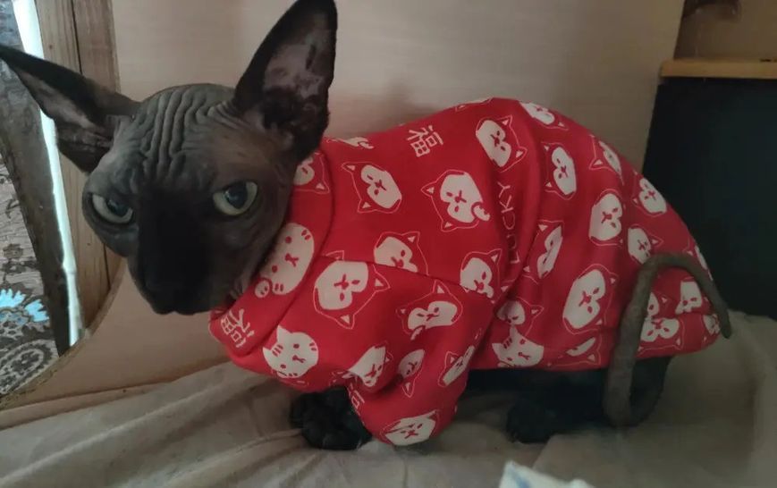 Толстовка для котов (кошек) Лаки Собачки XS Красный фото 11
