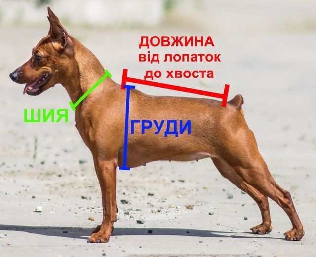 Зимний комбинезон для собак Adidog Люкс S Малиновый фото 6