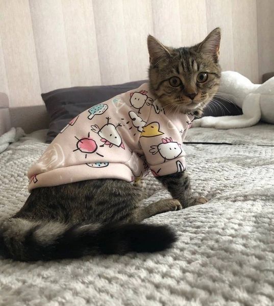 Толстовка для котов (кошек) Лаки Микс XS Бежевый фото 11
