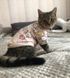 Толстовка для котов (кошек) Лаки Микс XS Бежевый 109485931 фото 11