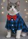 Рубашка для котов (кошек) Клеточка XS Синий фото 1