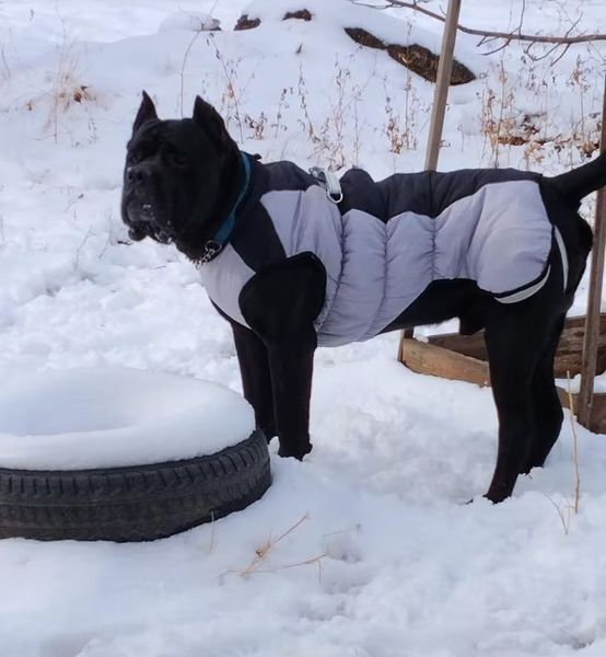 Жилетка для собак Frost XL Чорний фото 6