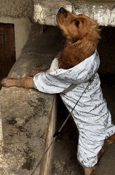 Зимний комбинезон для собак Лайт S Серый фото 8