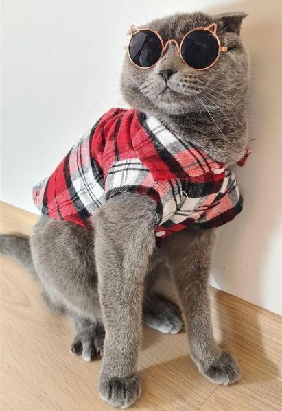 Рубашка для котов (кошек) Ретро XS Красный фото 9