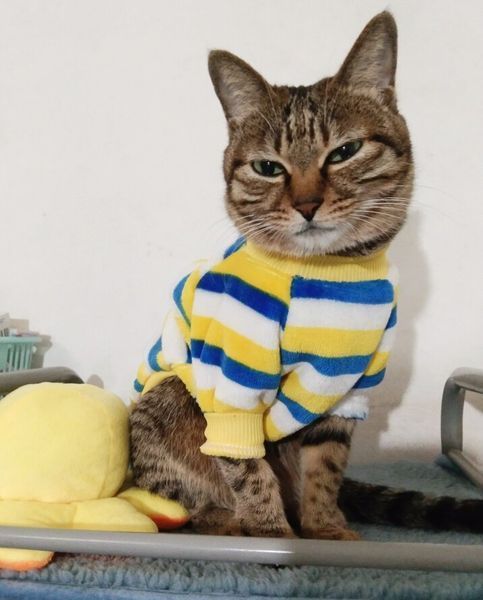 Флисовая кофта для котов (кошек) Полосочка S Желто-синий фото 8