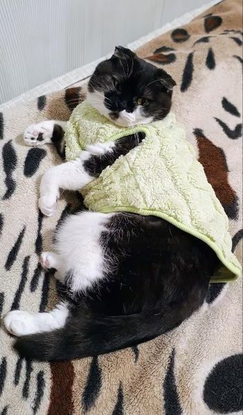 Флісова кофта для котів (кішок) Happy 2XL Салатовий фото 6