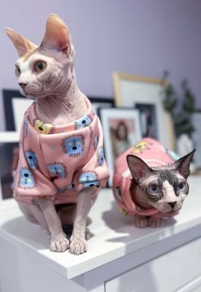 Толстовка для котов (кошек) Лаки Лев XS Персиковый фото 5