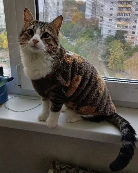 Толстовка для котів (кішок) Тобі XS Коричневий фото 7