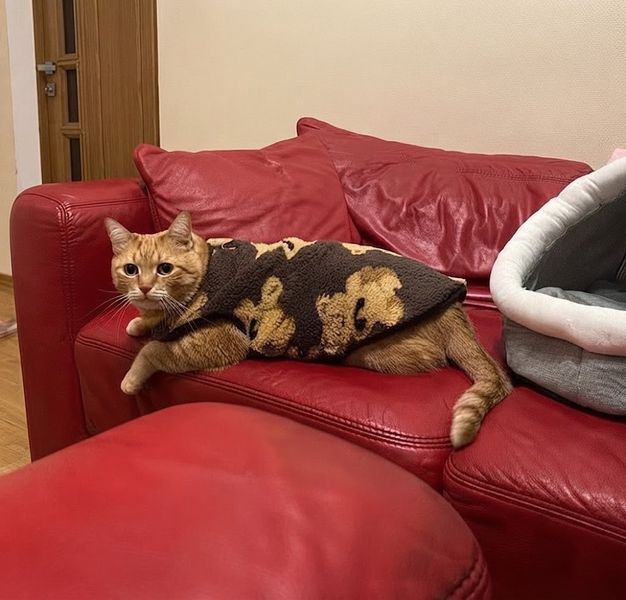 Толстовка для котів (кішок) Тобі XS Коричневий фото 9