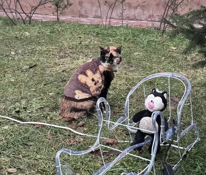 Толстовка для котів (кішок) Тобі XS Коричневий фото 4