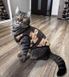 Толстовка для котів (кішок) Тобі XS Коричневий 6612 фото 3