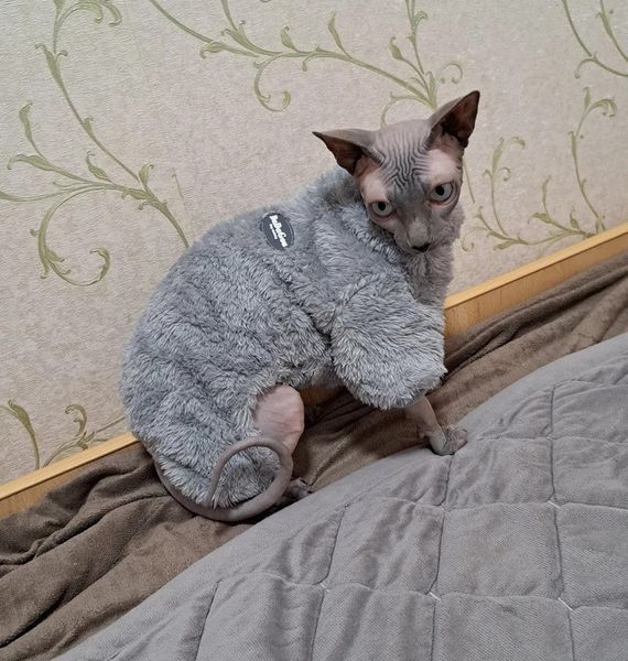 Костюм для котов (кошек) флисовый Пушистик M Серый фото 11