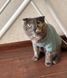 Кофта для котів (кішок) Мереживо XL М'ятний 109487977 фото 9
