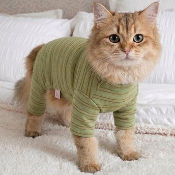 Костюм із закритим животом для котів Дейзі S Зелений фото 1