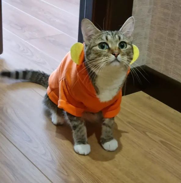 Толстовка для котів (кішок) Карнавал Тигр XL Помаранчевий фото 7