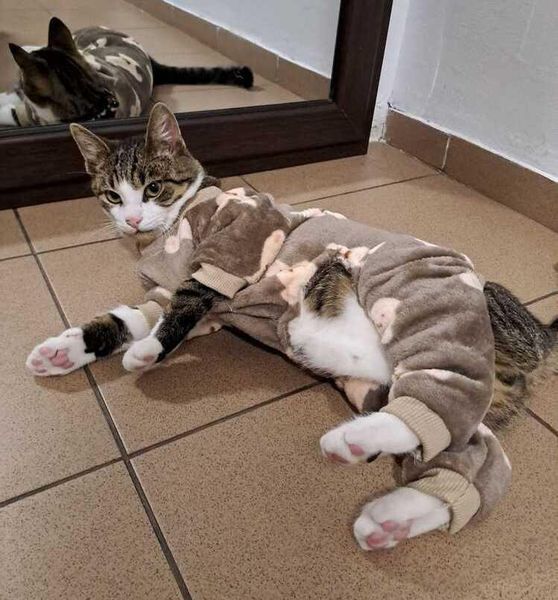 Костюм для котів (кішок) флісовий Вінні XS Коричневий фото 6