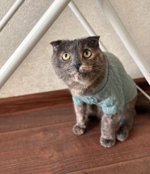 Кофта для котів (кішок) Мереживо XS М'ятний фото 9