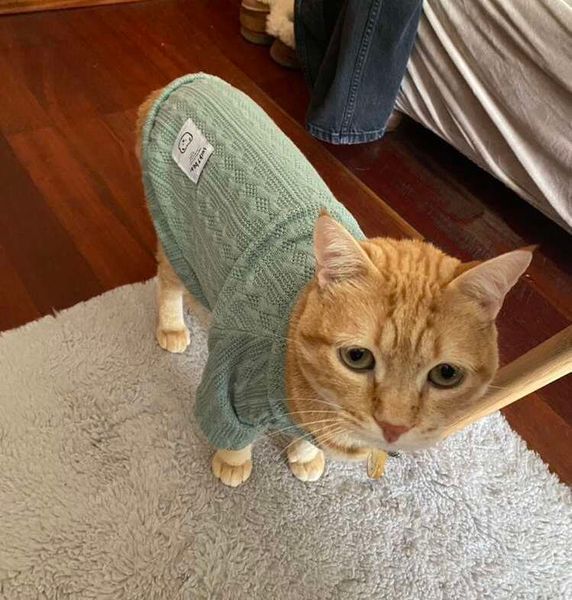 Кофта для котів (кішок) Мереживо XS М'ятний фото 10