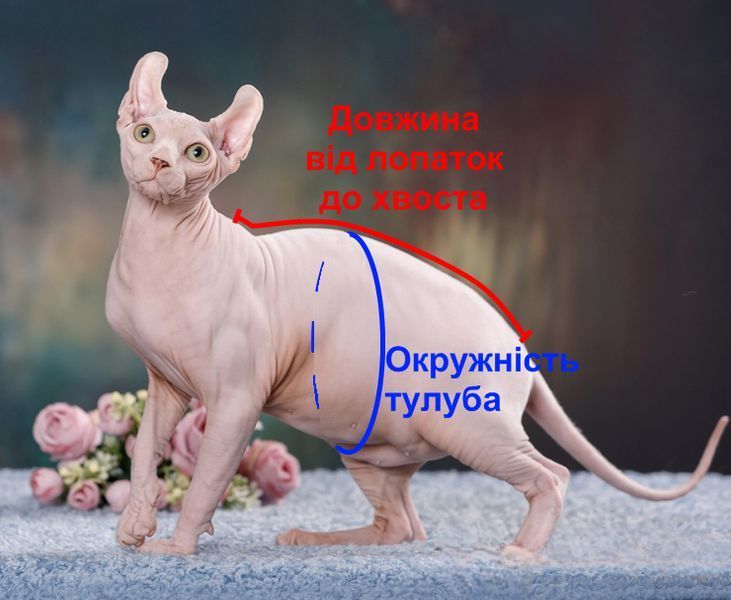 Кофта для котів (кішок) Мереживо XS М'ятний фото 11