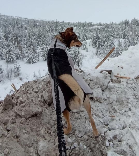 Куртка для собак Аляска XL Чорний фото 11