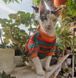 Флисовая кофта для котов (кошек) Полосочка XL Красно-зеленый 109488253 фото 9