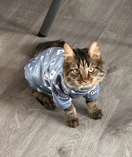 Толстовка для котов (кошек) Лаки Мишки XS Серый фото 13
