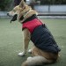 Жилетка для собак «Спорт», черно-красная, размер 5XL