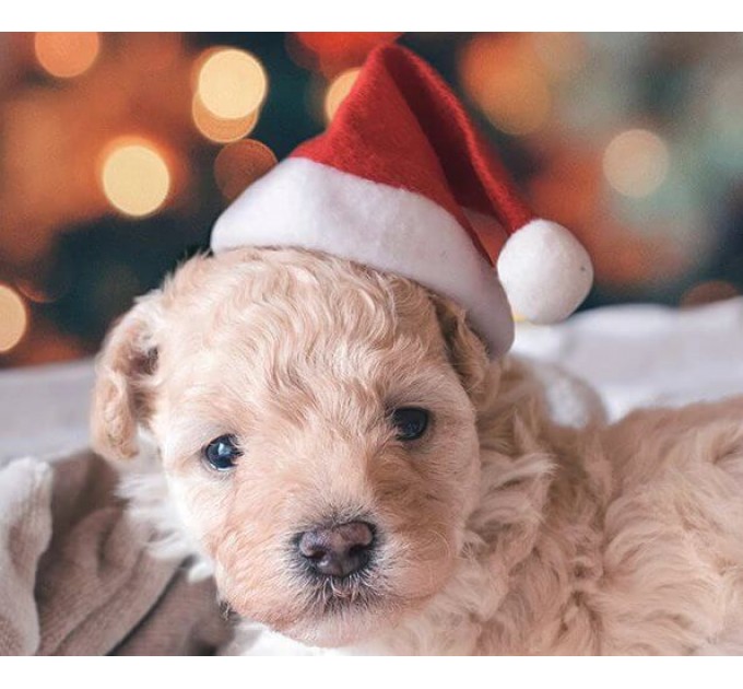 Новогодняя шапка Деда мороза для собак