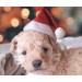 Новогодняя шапка Деда мороза для собак