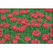 Набор для вышивания крестом 51х36 Поле тюльпанов Joy Sunday F491