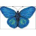 Набор для вышивания крестом 25х18 Голубая бабочка Joy Sunday D515