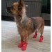 Непромокаемые резиновые сапожки для собак красные, размер 2XL