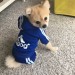Спортивный костюм для собак «Adidog», синий, размер XS
