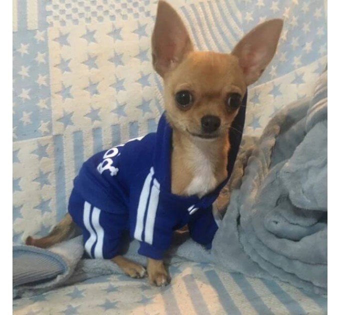 Спортивный костюм для собак «Adidog», синий, размер XS
