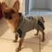 Спортивный костюм для собак «Adidog», серый, размер XS