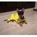 Спортивный костюм для собак «Adidog», желтый, размер M