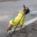 Толстовка Adidog для собак желтая, размер 5XL